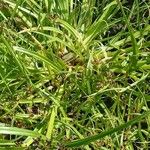 Cyperus fuscus Συνήθη χαρακτηριστικά