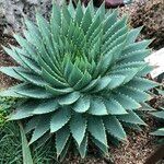 Aloe polyphylla Habitus