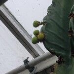 Euphorbia ingens Fruitua