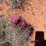 Sclerocactus parviflorus Flower