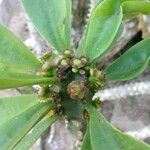 Euphorbia neriifolia Outro