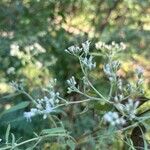 Eupatorium hyssopifolium 花