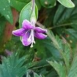 Lycium chinense Flower