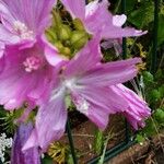 Malva alcea Blomma