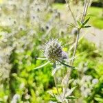 Eryngium planumÕis