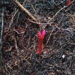 Voyria rosea Цвят