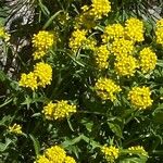 Sisymbrium austriacum Habit