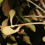 Pouteria filipes