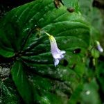 Streptocarpus hildebrandtii Flower