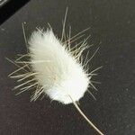 Lagurus ovatus Fleur