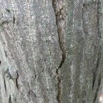 Carpinus japonica പുറംതൊലി