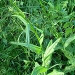 Crepis paludosa Blad