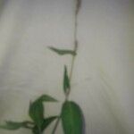 Polygonum persicaria Blomst