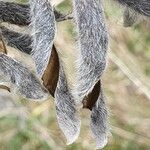 Lupinus luteus Fruit