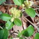 Acanthospermum australe Muu