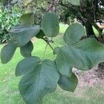 Tabebuia roseoalba Blatt