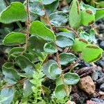 Hemionitis rotundifolia Blatt