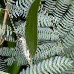 Acacia melanoxylon 葉