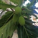 Artocarpus altilis Hedelmä