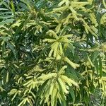 Acacia longifolia Hostoa