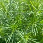 Galium maritimum Leaf