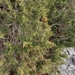 Juniperus phoenicea ᱥᱟᱠᱟᱢ