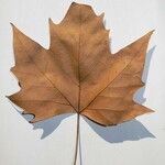 Platanus x hispanica その他の提案