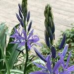 Camassia leichtlinii Flor