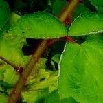 Rubus phoenicolasius Ŝelo