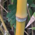 Phyllostachys aurea Rinde