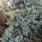 Juniperus squamata Fuelha