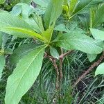 Edgeworthia tomentosa Fuelha