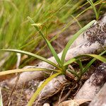 Jumellea stenophylla Hábito