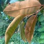 Chrysophyllum cainito Hoja
