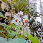 Sparrmannia africana Flower