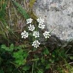 Conopodium majus Kukka