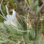 Echium italicum Floare