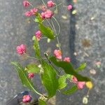 Euonymus latifolius Лист