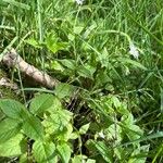 Stellaria nemorum Habit