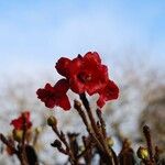 Rhododendron beanianum Virág