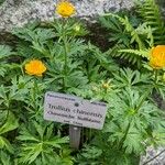 Trollius chinensis ഇല