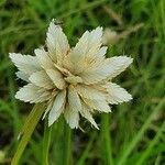 Cyperus niveus Λουλούδι