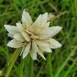 Cyperus niveus Blomma