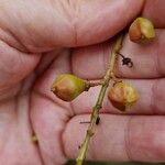 Boswellia sacra Fruit