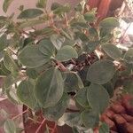 Peperomia glabella Листок