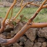 Arbutus canariensis Bark