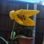 Tulipa sylvestris Cvet