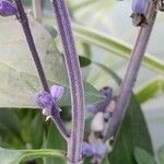 Salvia farinacea Bark