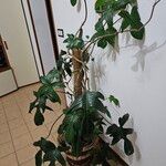 Philodendron pedatum Folla