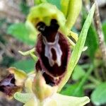 Ophrys apifera Flor